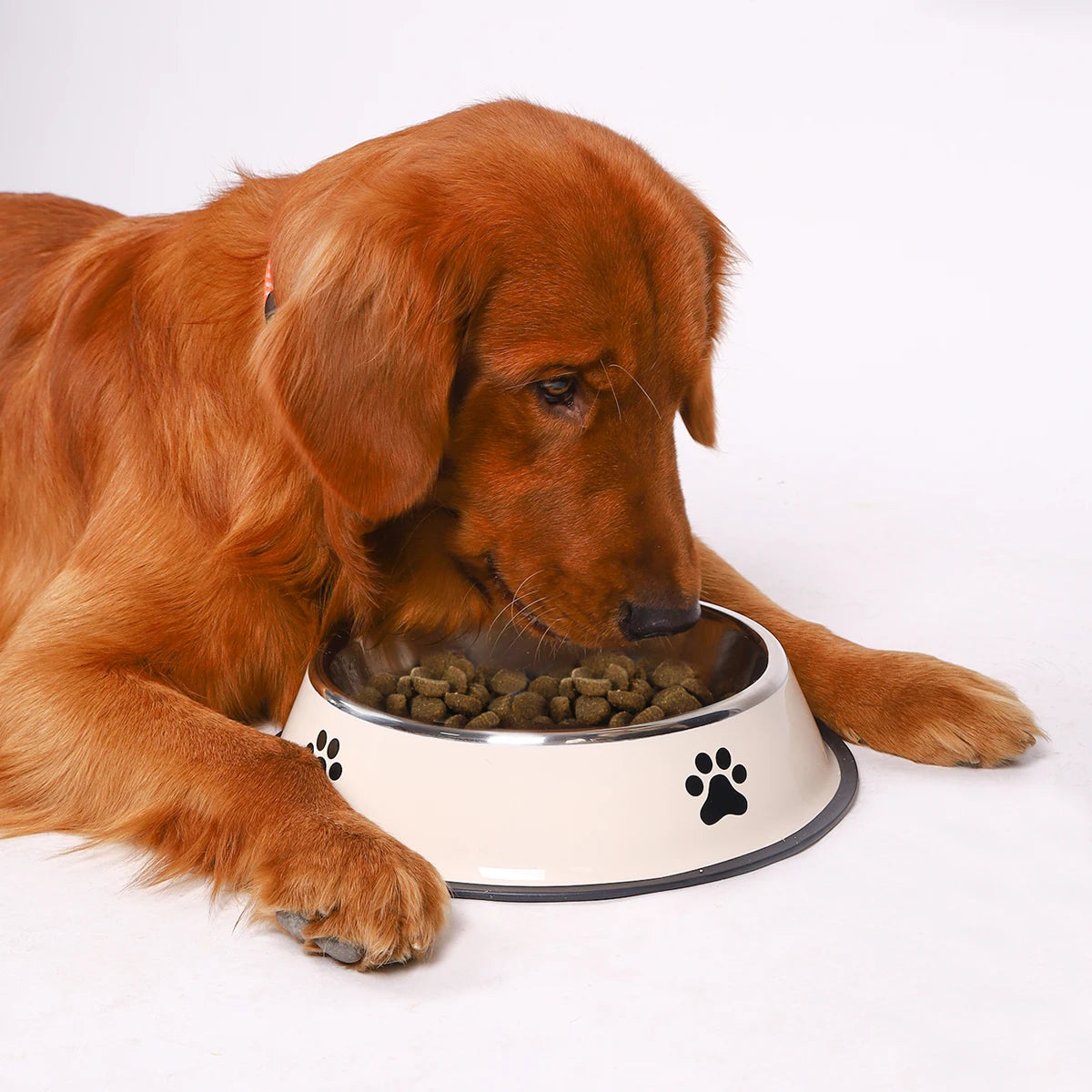 Pawfect Bowl